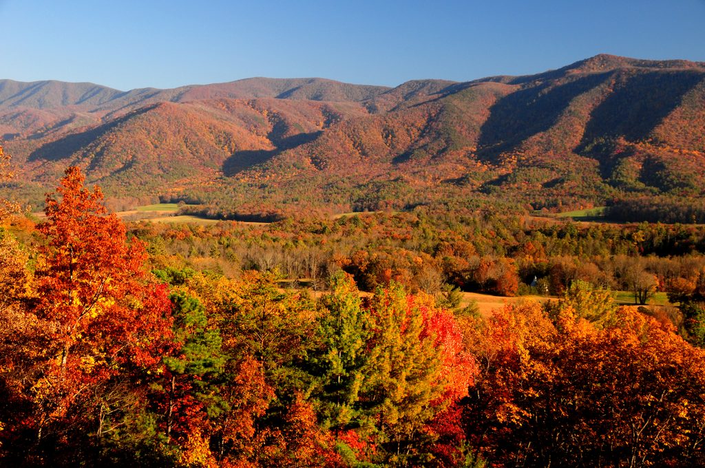 Fall color on Rich Mountain Road Overlook in Cades Cove. Photo from the National Park Service.