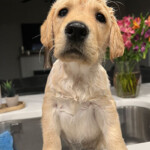 A staff member at Fortera Credit Union is training a service dog named Patience.