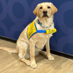 A staff member at Fortera Credit Union is training a service dog named Patience.