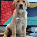 A staff member at Fortera Credit Union is training a service dog named Patience.
