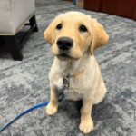 A staff member at Fortera Credit Union is training a service dog named Patience.