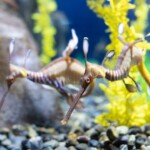 See the weedy sea dragon at the Georgia Aquarium through a special offer for Tennessee credit union members.