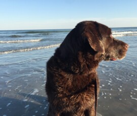 A younger Mason Dog visits Folly Beach, S.C.