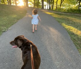 Mason Dog takes a walk with his family during sunset.