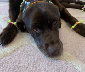 Mason Dog showcases his new accessories.