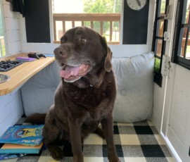 Mason Dog awaits storytime.